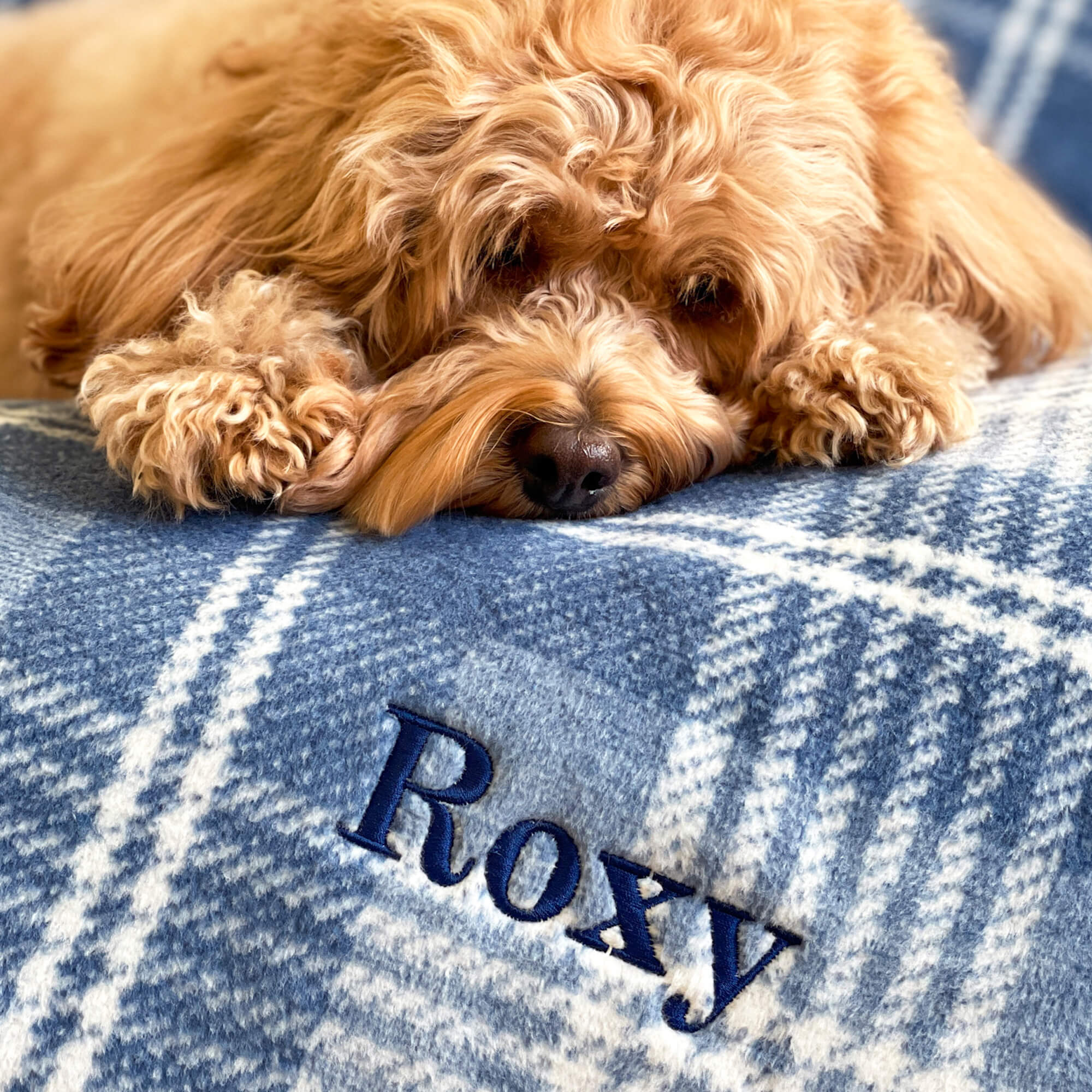 #Modeled by Roxy (20lbs) on Mini