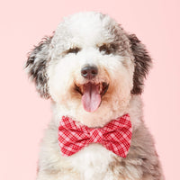 #Modeled by Luca (40lbs) in a Large bow tie