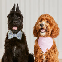 #Modeled by Bastian (30lbs) in a Medium collar and Large bow tie