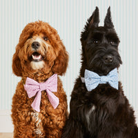 #Modeled by Bastian (30lbs) in a Large bow tie