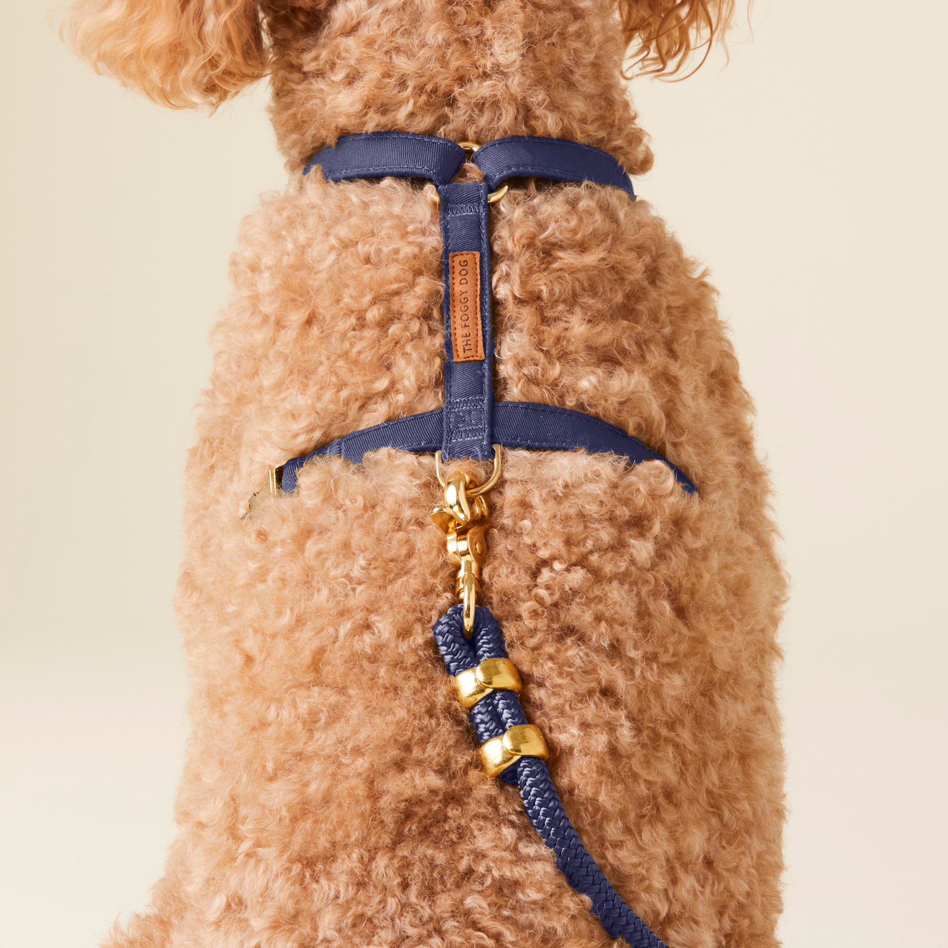 #Modeled by Utah (25lbs) in a Small harness and Standard leash