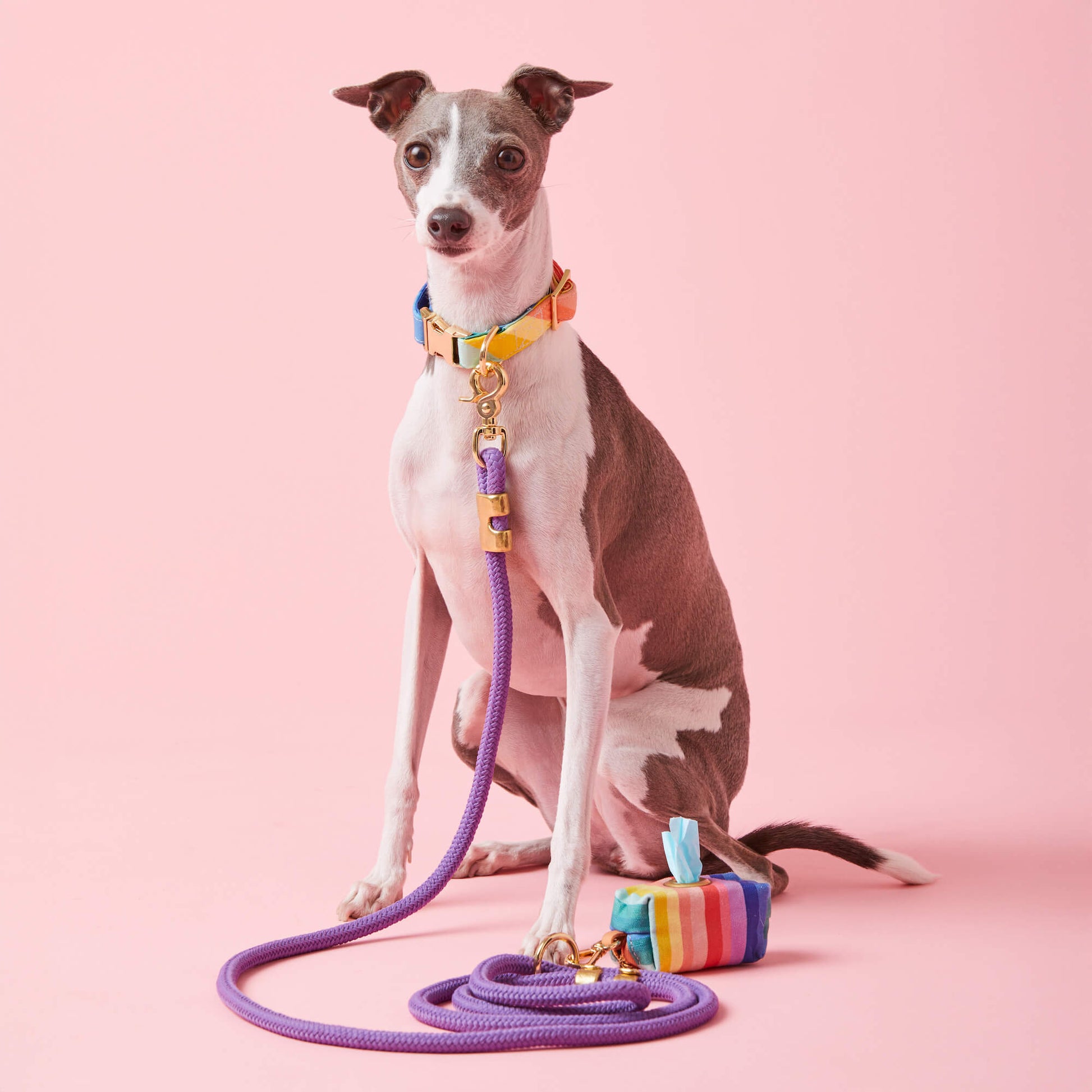 #Modeled by Luna (10lbs) in a Small collar and Standard leash