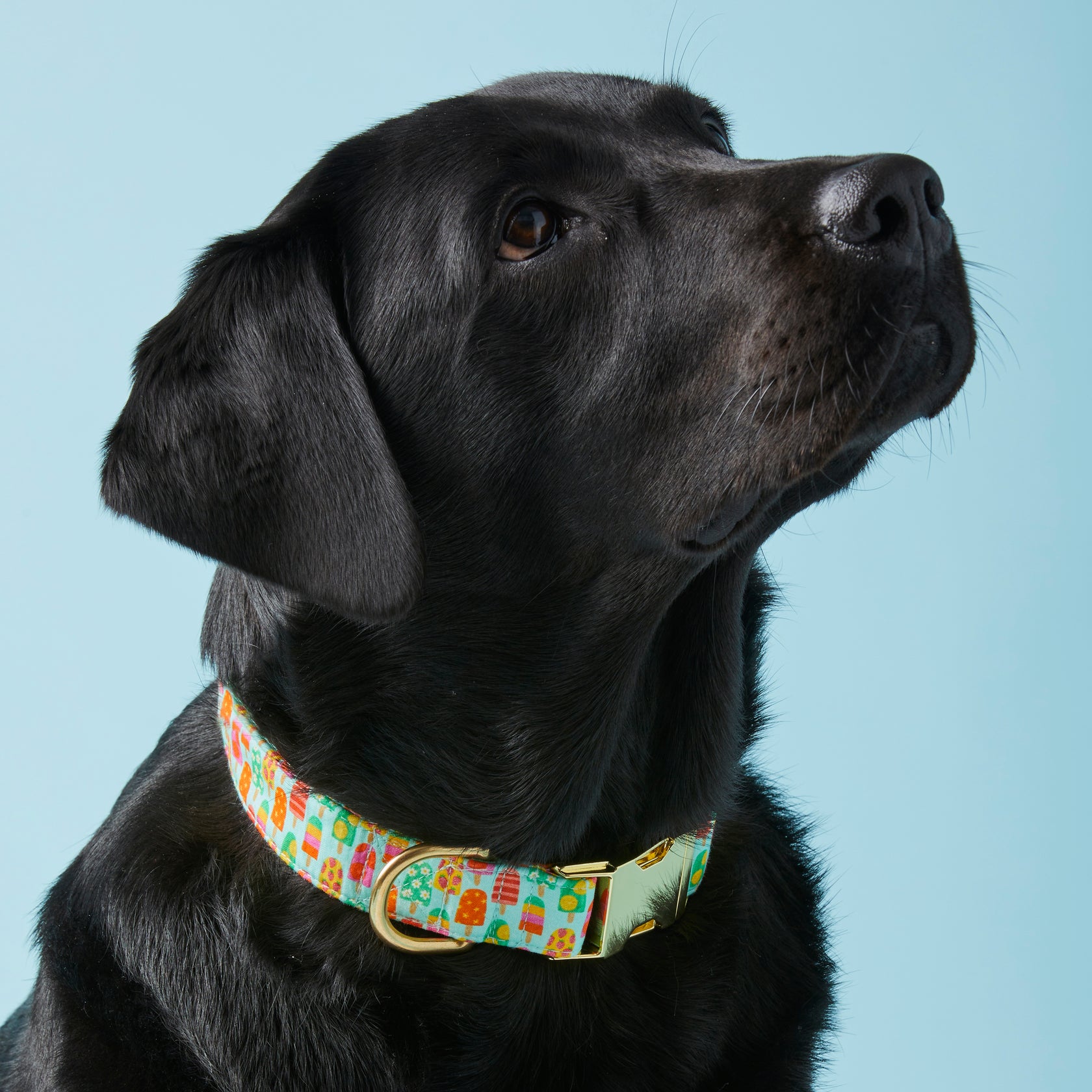 Pup-sicle Dog Collar – The Foggy Dog