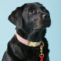 #Modeled by Koda (56lbs) in a Medium collar and Standard leash