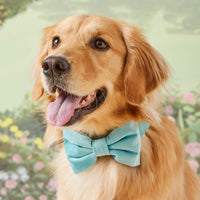 #Modeled by Molly (50lbs) in a Medium collar and Large bow tie