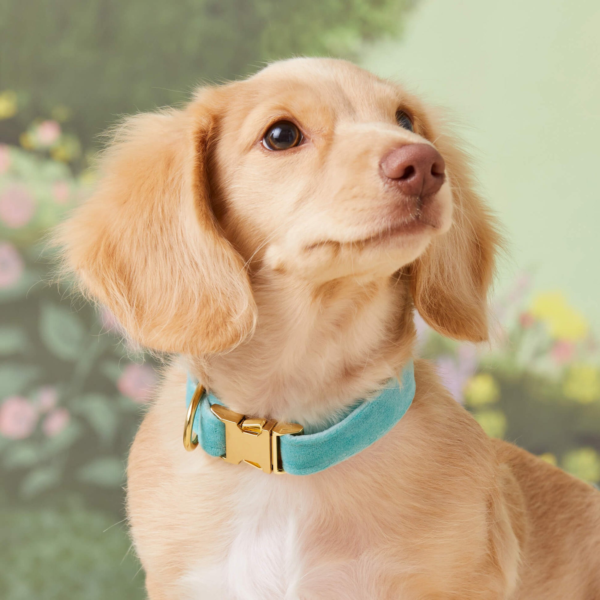 #Modeled by Finley (5lbs) in an Extra Small collar