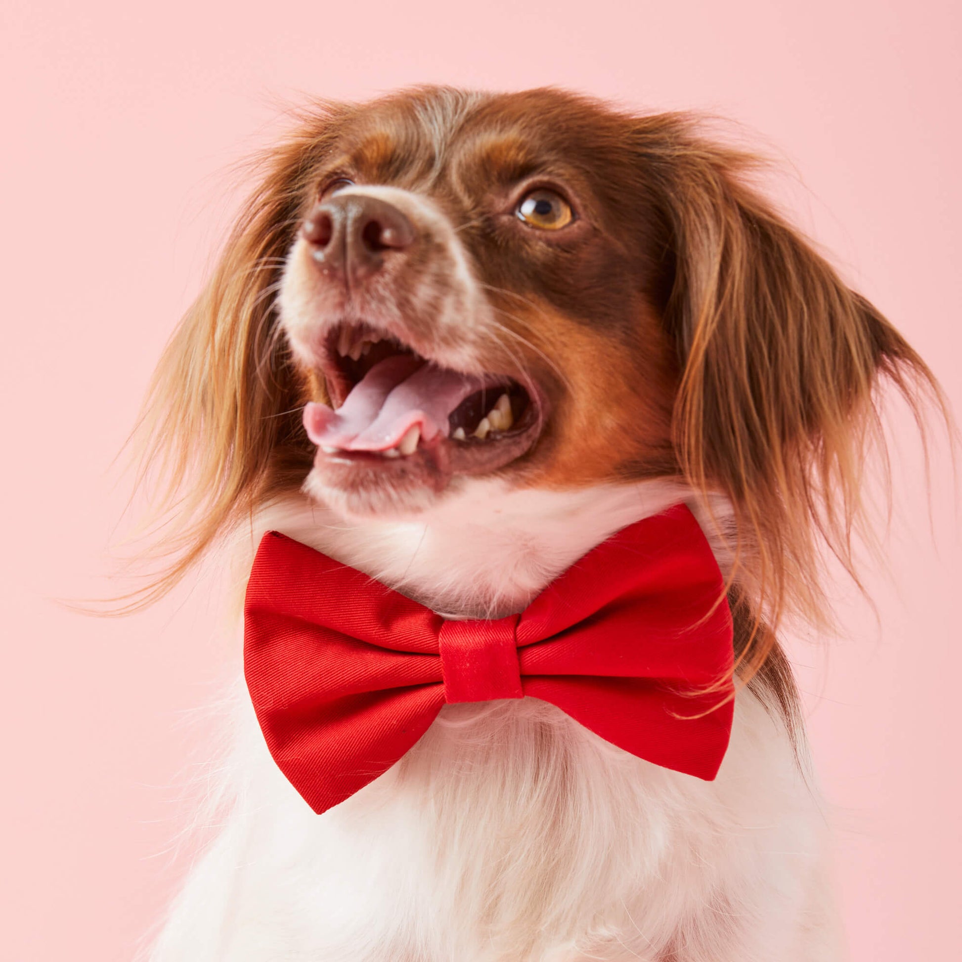 #Modeled by Ollie (23lbs) in a Medium collar and Large bow tie