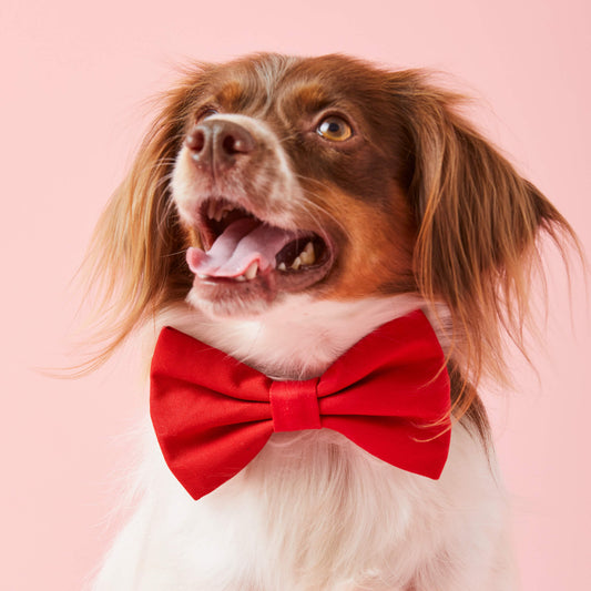 #Modeled by Ollie (23lbs) in a Large bow tie