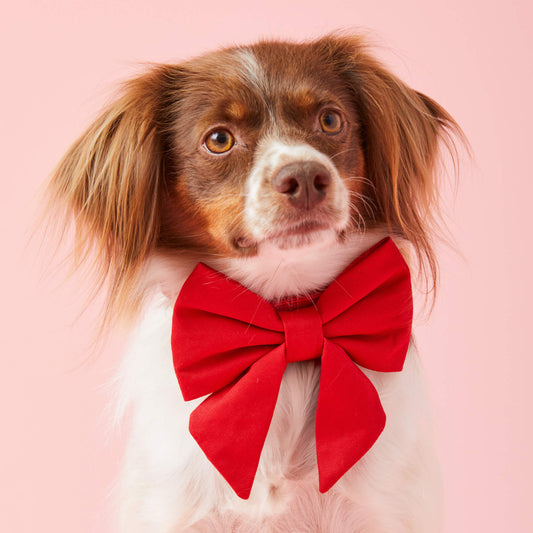 #Modeled by Ollie (23lbs) in a Medium collar and Large lady bow