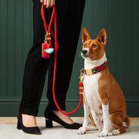 #Modeled by Ricky (27lbs) in a Medium collar and Standard leash