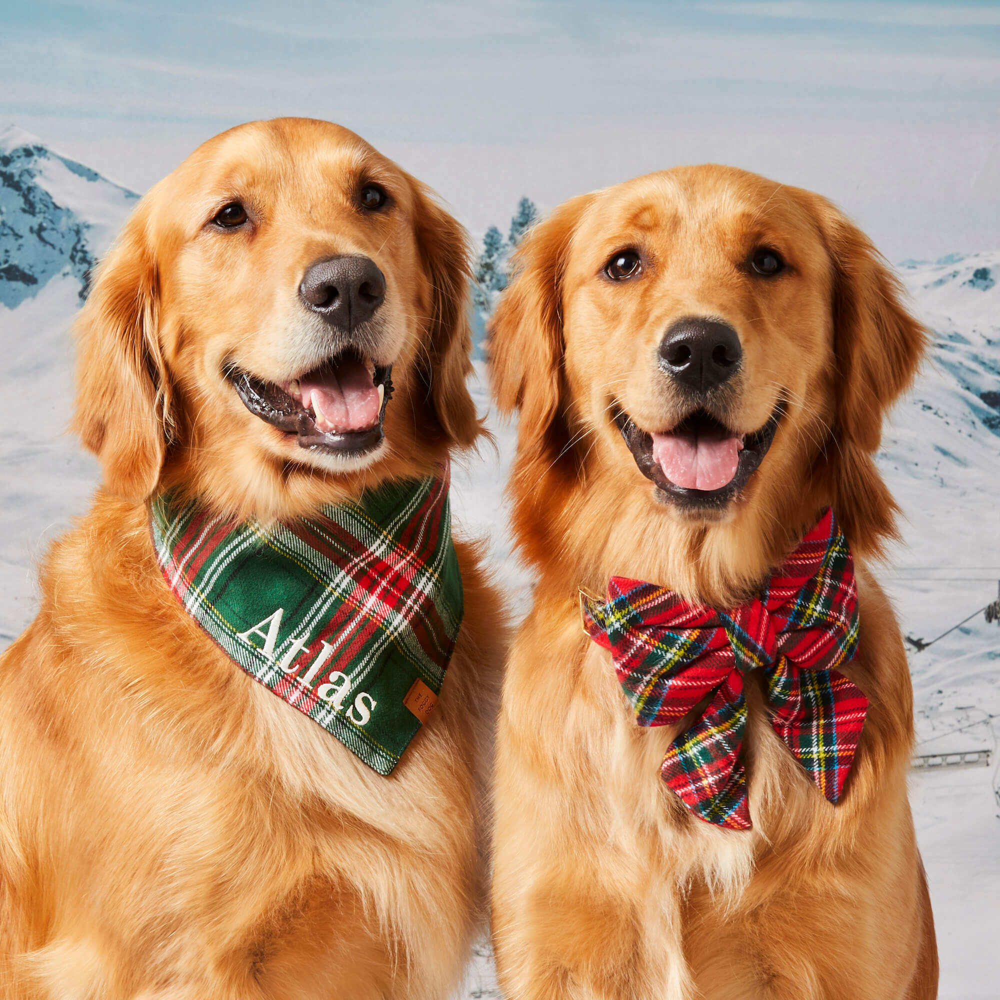 Dog bandanas pets at home best sale