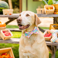 #Modeled by Everett (95lbs) in a Large collar and Large bow tie