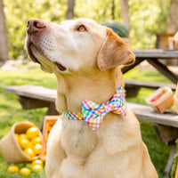 #Modeled by Everett (95lbs) in a Large bow tie