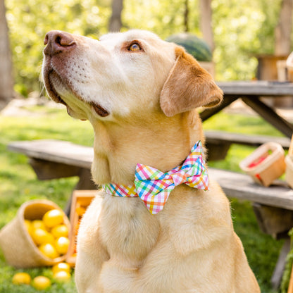 #Modeled by Everett (95lbs) in a Large bow tie
