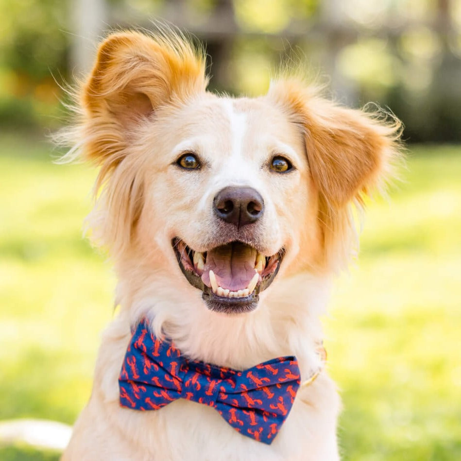 Catch of the Day Dog Bow Tie