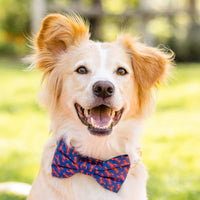 #Modeled by Holly (40lbs) in a Large bow tie