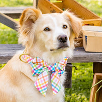 #Modeled by Holly (40lbs) in a Large lady bow