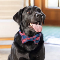 #Modeled by Koda (56lbs) in a Medium collar and Large bow tie