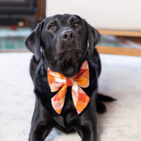 #Modeled by Koda (56lbs) in a Large lady bow