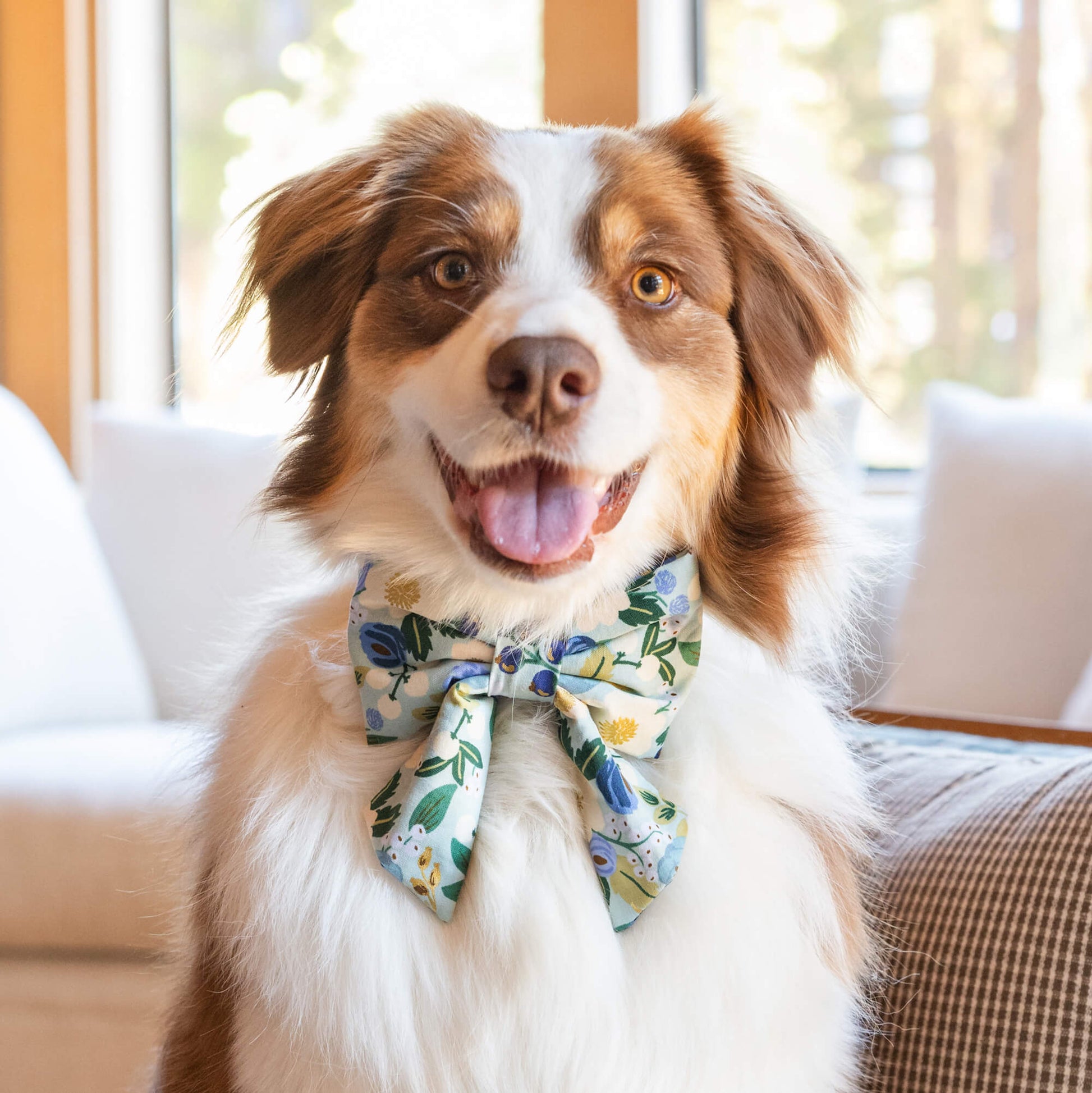 #Modeled by Sis (45lbs) in a Medium collar and Large lady bow