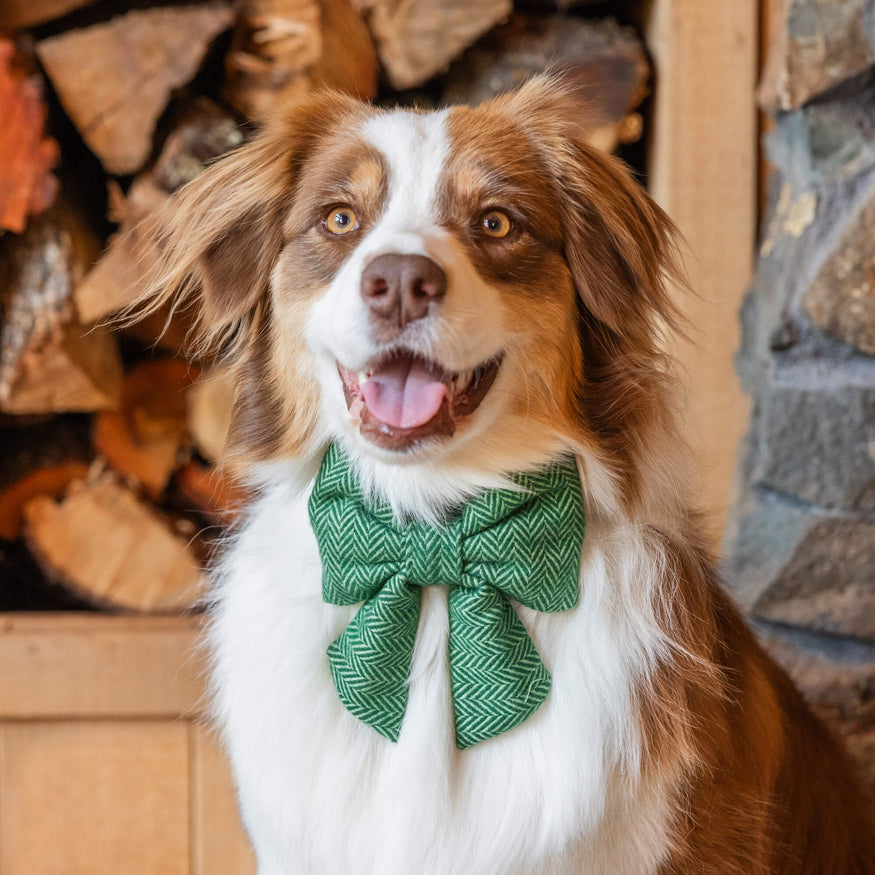 Lady dog shop collar