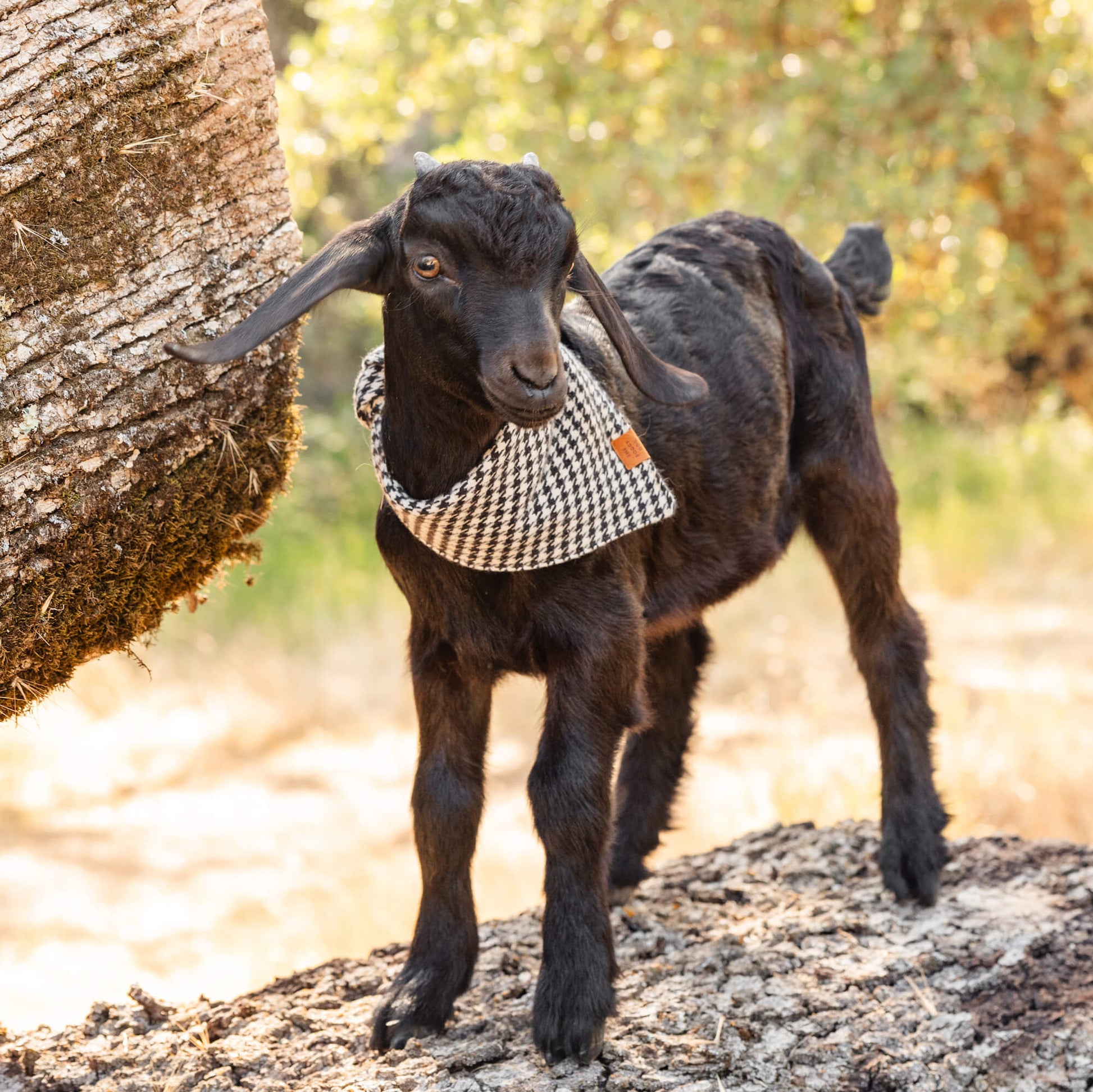 #Modeled by Sage the Baby Goat (12lbs) in Small