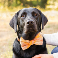 #Modeled by Koda (56lbs) in a Medium collar and Large bow tie