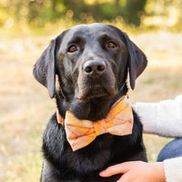 #Modeled by Koda (56lbs) in a Large bow tie