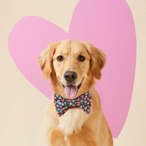 #Modeled by Holly (50lbs) in a Medium collar and Large bow tie