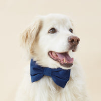 #Modeled by Mirage (30lbs) in a Medium collar and Large bow tie