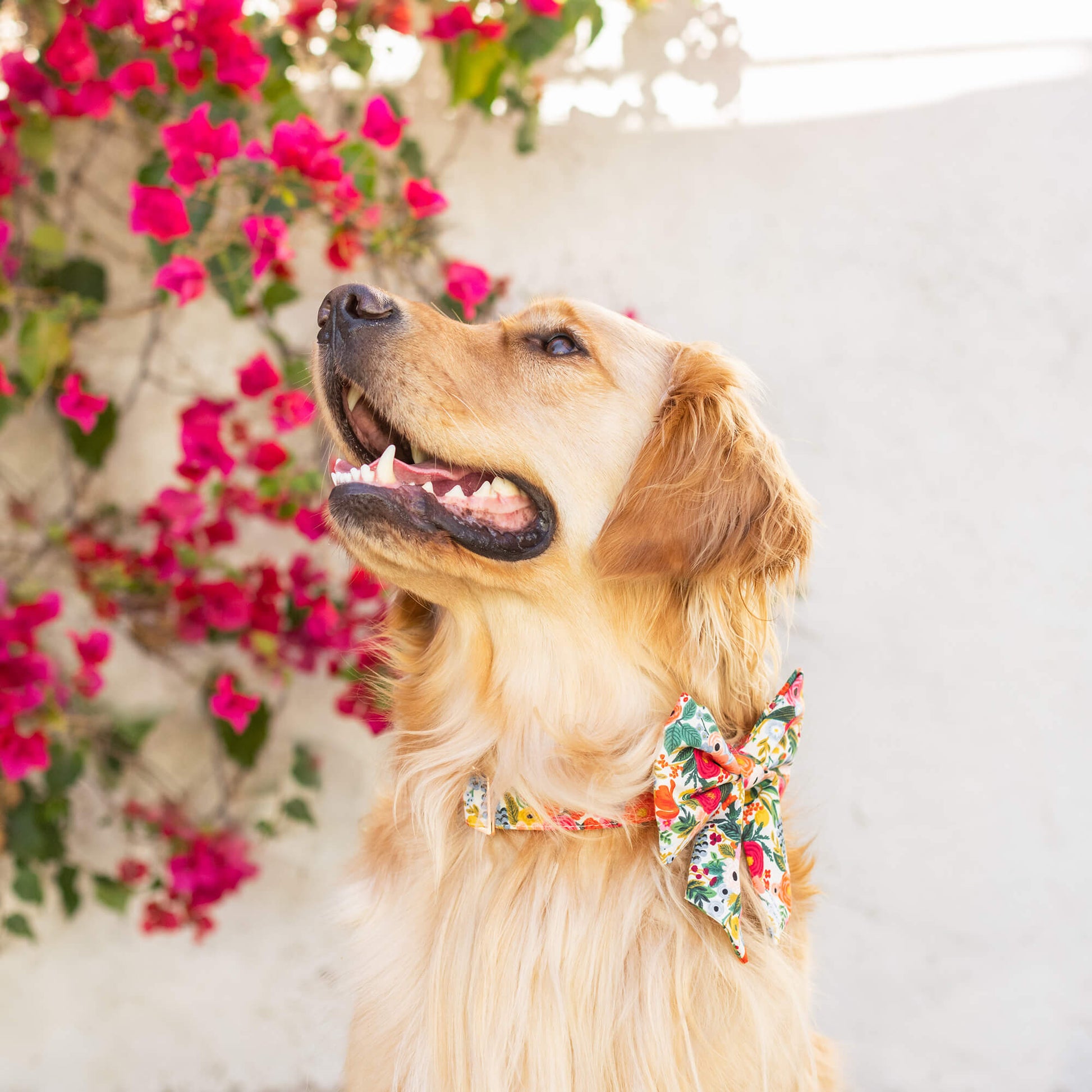 #Modeled by Phil (65lbs) in a Large collar and Large lady bow