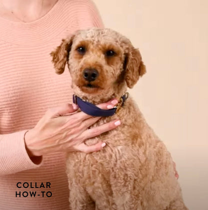 Float-mingo Dog Collar
