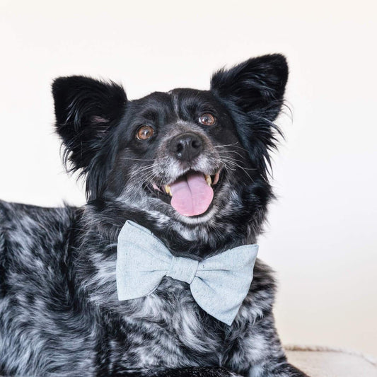 #Modeled by Nyx (24lbs) in a Large bow tie