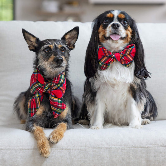 #Modeled by Charles (20lbs) in a Small Collar and Large bow tie