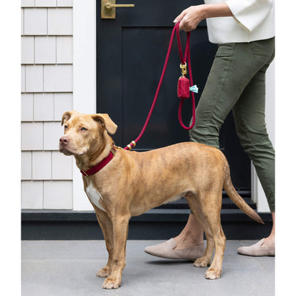 #Modeled by Ollie (47lbs) in a Medium collar and Standard leash