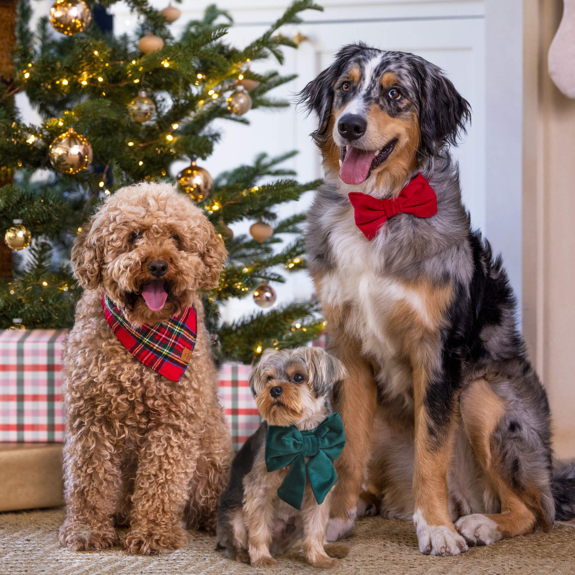 #Modeled by Finley (9lbs) in a Large lady bow