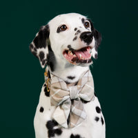 #Modeled by Dottie (43lbs) in a Large collar and Large lady bow