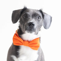 #Modeled by Kai (17lbs) in a Small collar and Small bow tie