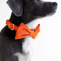 #Modeled by Kai (17lbs) in a Small bow tie