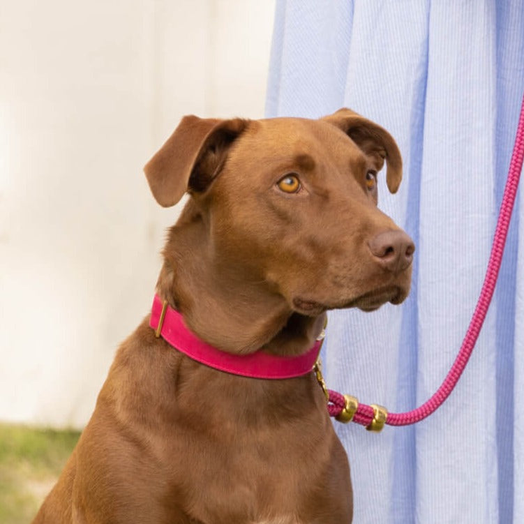 Buy Pink Dog Collars, Cute Dog Collar