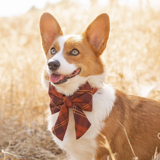 #Modeled by Honey (27lbs) in a Medium collar and Large lady bow