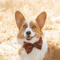 #Modeled by Honey (27lbs) in a Medium collar and Large bow tie