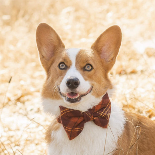 #Modeled by Honey (27lbs) in a Large bow tie