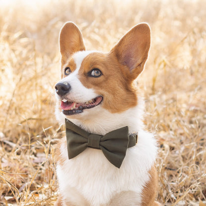 #Modeled by Honey (27lbs) in a Large bow tie