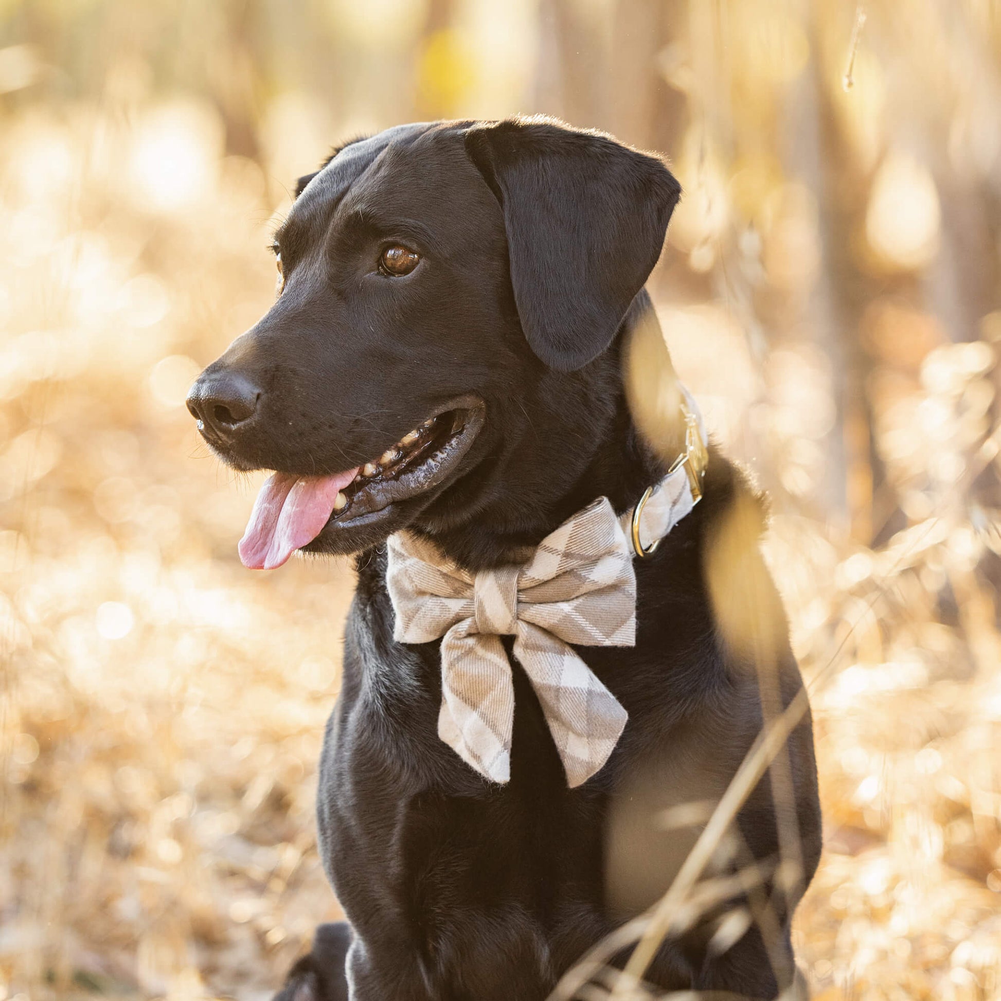 #Modeled by Jet (80lbs) in a Large collar and Large lady bow