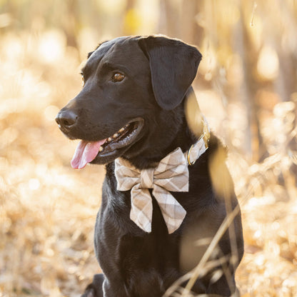 #Modeled by Jet (80lbs) in a Large lady bow
