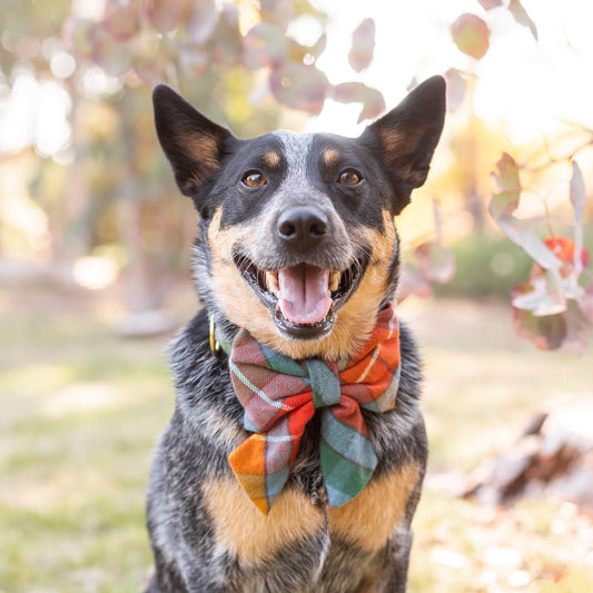 #Modeled by Bud (65lbs) in a Large lady bow