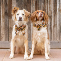 #Modeled by Maggie (40lbs) in a Large bow tie