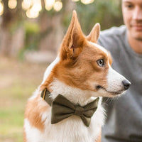 #Modeled by Honey (27lbs) in a Large bow tie