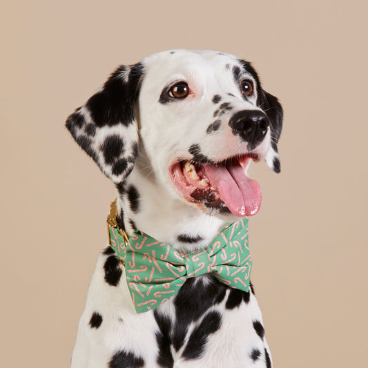 #Modeled by Dottie (43lbs) in a Medium collar and Large bow tie